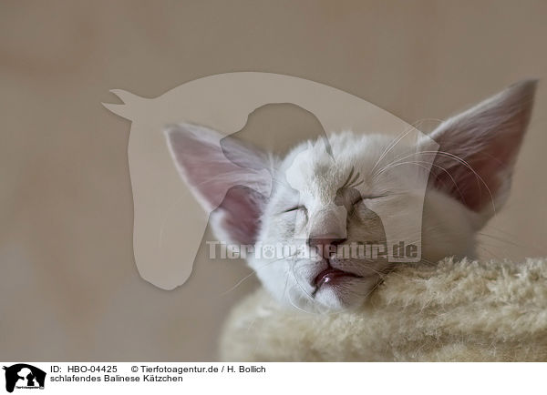 schlafendes Balinese Ktzchen / sleeping Balinese kitten / HBO-04425