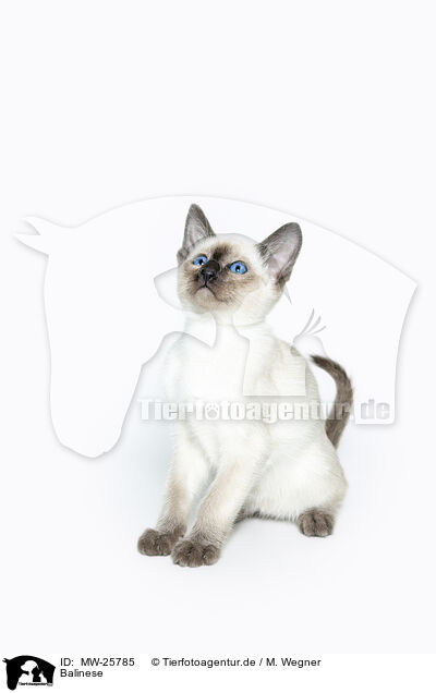 Balinese / Balinese / MW-25785