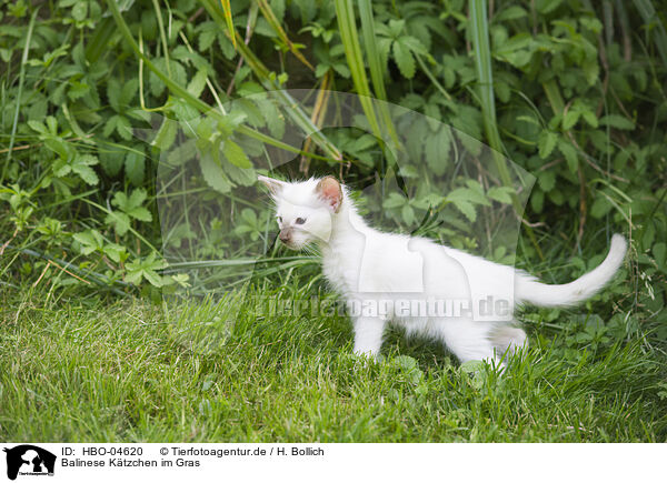 Balinese Ktzchen im Gras / Balinese kitten in grass / HBO-04620