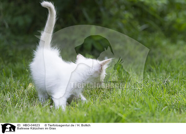 Balinese Ktzchen im Gras / Balinese kitten in grass / HBO-04623