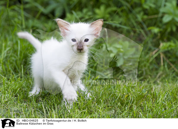 Balinese Ktzchen im Gras / Balinese kitten in grass / HBO-04625