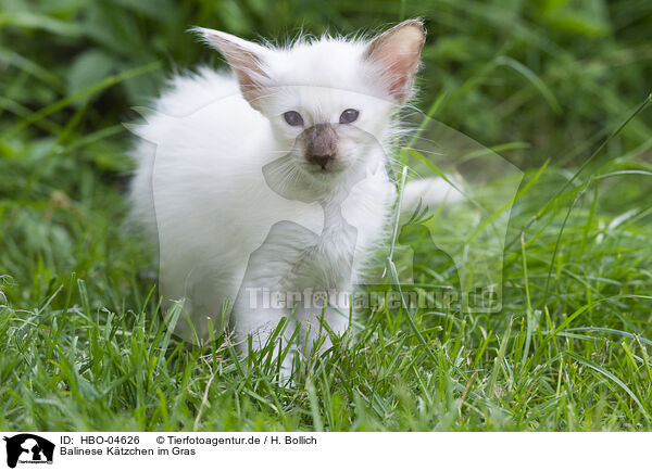 Balinese Ktzchen im Gras / Balinese kitten in grass / HBO-04626