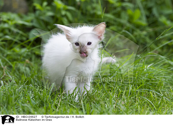 Balinese Ktzchen im Gras / Balinese kitten in grass / HBO-04627