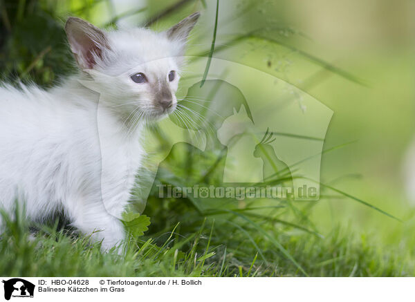Balinese Ktzchen im Gras / Balinese kitten in grass / HBO-04628