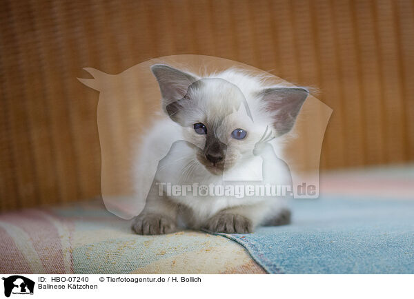 Balinese Ktzchen / Balinese Kitten / HBO-07240