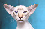 Balinese Portrait