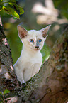 Balinese auf dem Baum