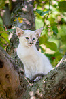Balinese auf dem Baum