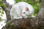 weie Balinese auf Baum