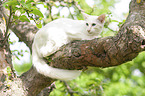 weie Balinese auf Baum