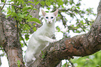 weie Balinese auf Baum