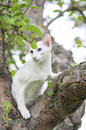 weie Balinese auf Baum