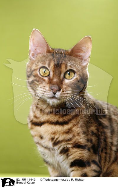 Bengal Katze / Bengal cat / RR-11443