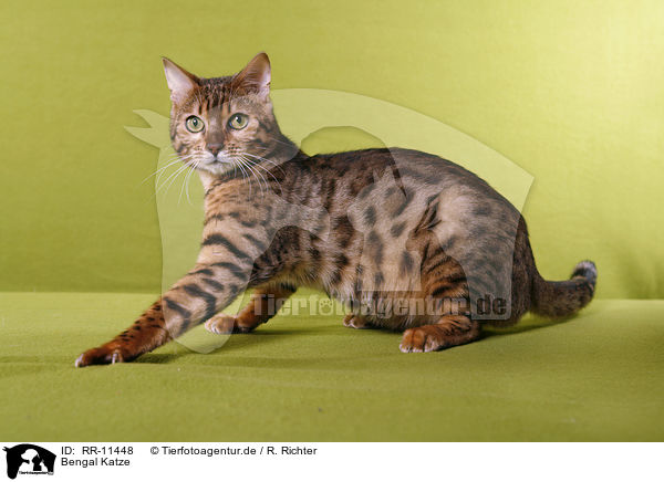 Bengal Katze / Bengal cat / RR-11448