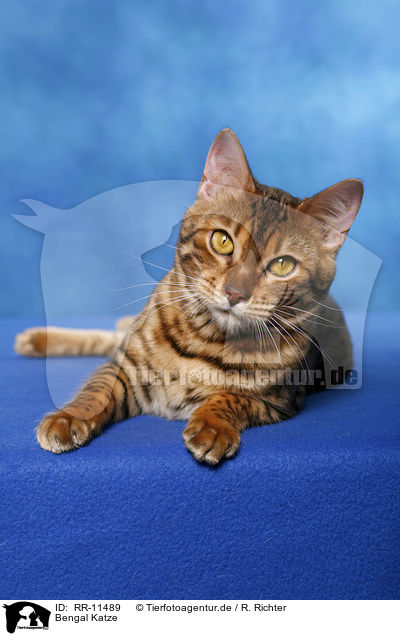 Bengal Katze / Bengal cat / RR-11489