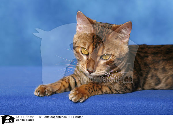 Bengal Katze / Bengal cat / RR-11491