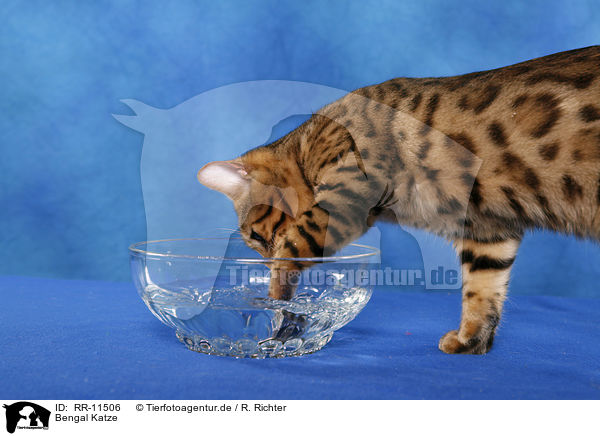 Bengal Katze / Bengal cat / RR-11506