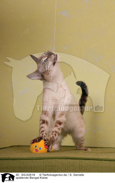 spielende Bengal Katze / playing Bengal cat / SG-02618