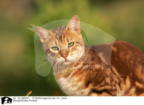 Bengal-Katze Portrait / KL-06642