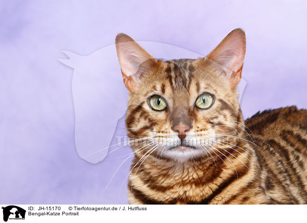 Bengal-Katze Portrait / Bengal cat portrait / JH-15170