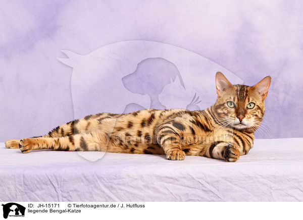 liegende Bengal-Katze / JH-15171