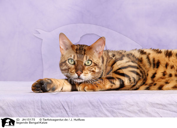 liegende Bengal-Katze / lying Bengal cat / JH-15175