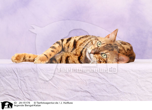 liegende Bengal-Katze / lying Bengal cat / JH-15176