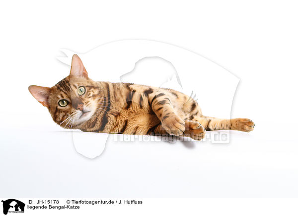 liegende Bengal-Katze / lying Bengal cat / JH-15178