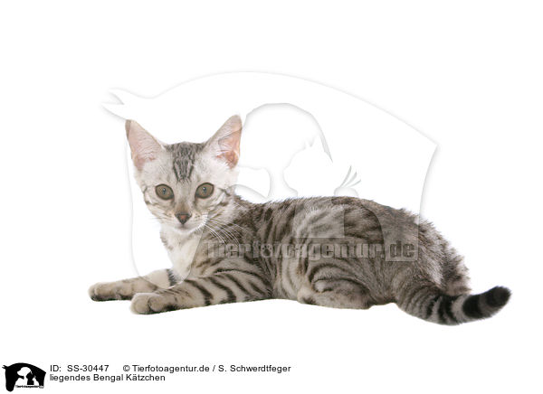 liegendes Bengal Ktzchen / SS-30447