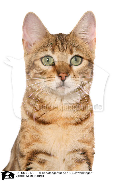 Bengal-Katze Portrait / SS-30478