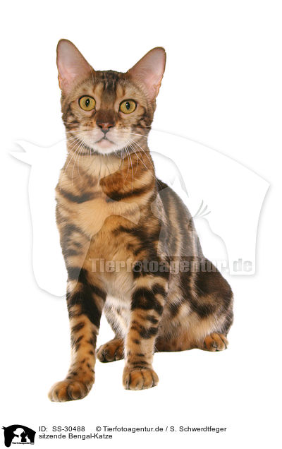 sitzende Bengal-Katze / sitting Bengal cat / SS-30488