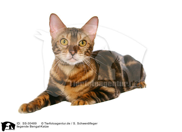 liegende Bengal-Katze / lying Bengal cat / SS-30489
