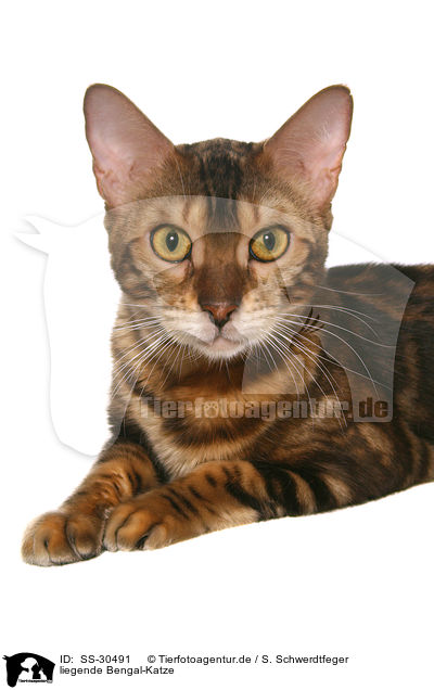 liegende Bengal-Katze / lying Bengal cat / SS-30491