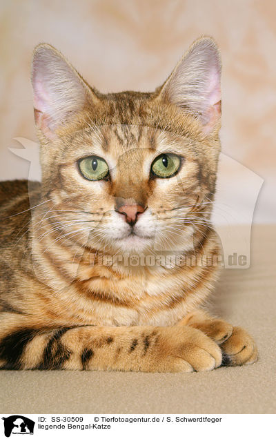 liegende Bengal-Katze / lying Bengal cat / SS-30509