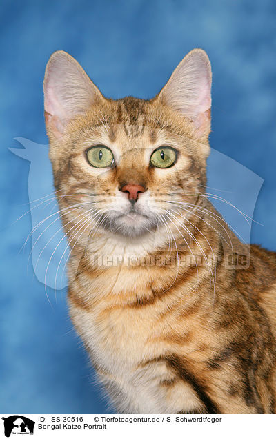 Bengal-Katze Portrait / Bengal cat portrait / SS-30516