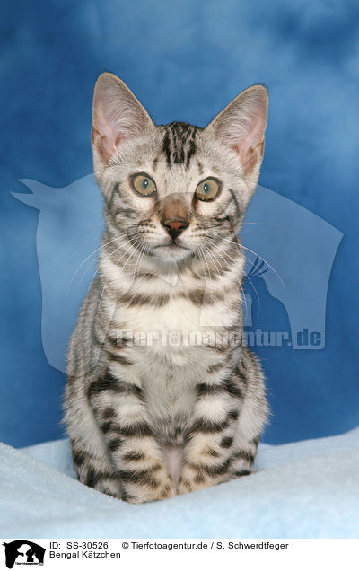 Bengal Ktzchen / Bengal kitten / SS-30526
