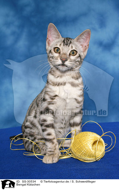 Bengal Ktzchen / Bengal kitten / SS-30534