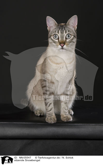 sitzende Snowbengal / sitting Bengal cat / NN-05547