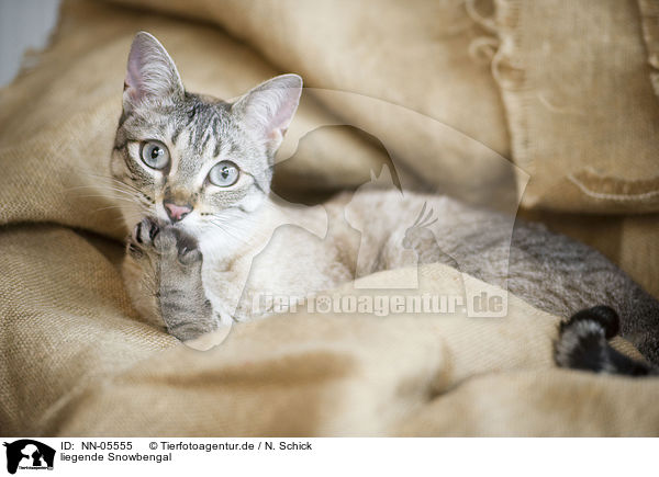 liegende Snowbengal / lying Bengal cat / NN-05555