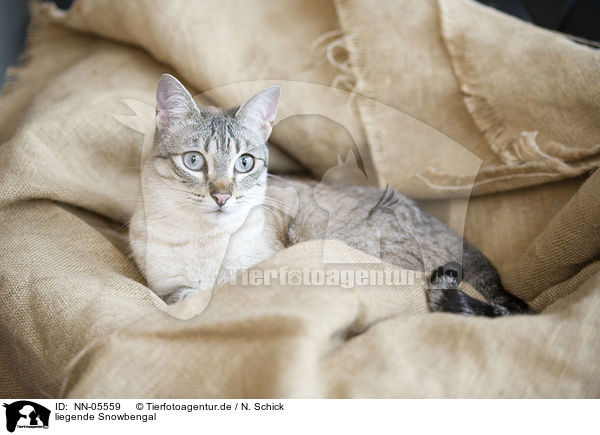liegende Snowbengal / lying Bengal cat / NN-05559