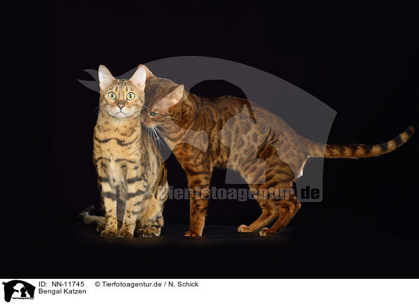 Bengal Katzen / Bengal Cats / NN-11745