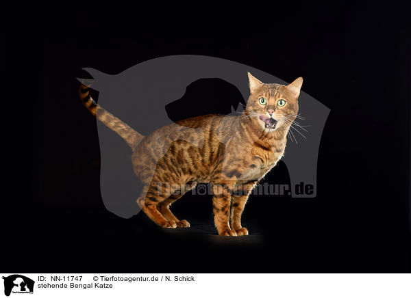 stehende Bengal Katze / standing Bengal Cat / NN-11747