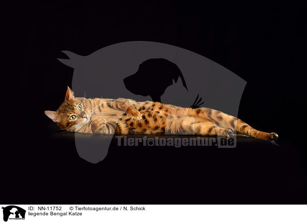 liegende Bengal Katze / lying  Bengal cat / NN-11752