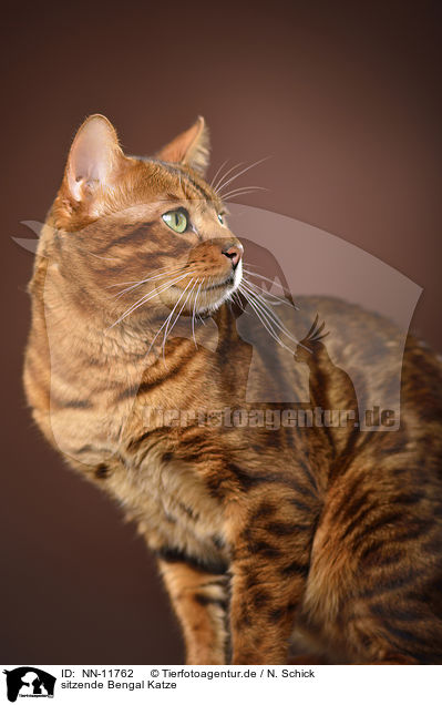 sitzende Bengal Katze / NN-11762