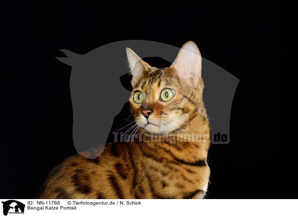 Bengal Katze Portrait / NN-11768