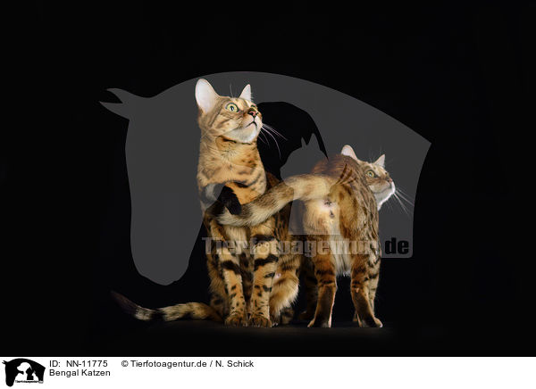 Bengal Katzen / Bengal Cats / NN-11775