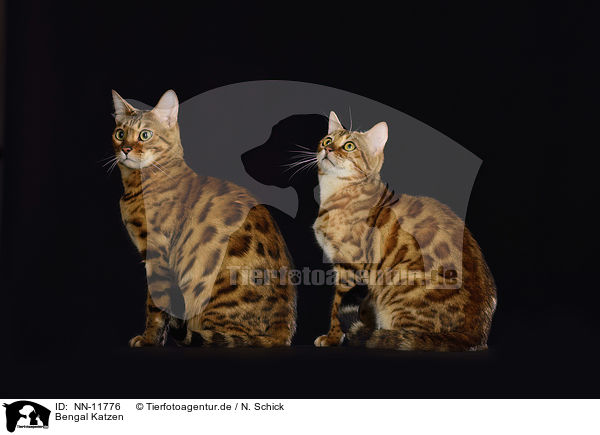 Bengal Katzen / NN-11776