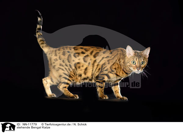 stehende Bengal Katze / NN-11779