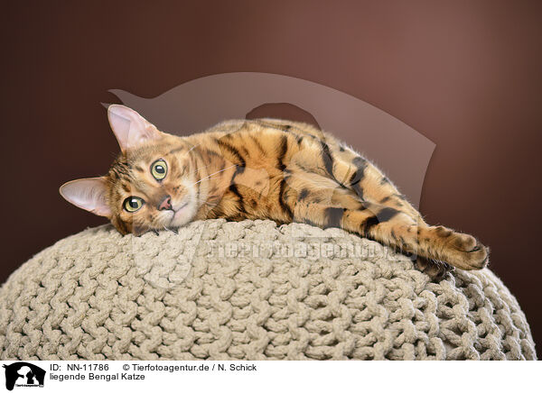 liegende Bengal Katze / NN-11786