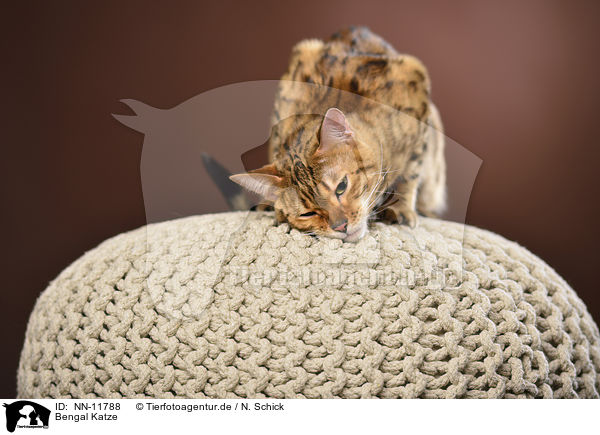 Bengal Katze / Bengal Cat / NN-11788